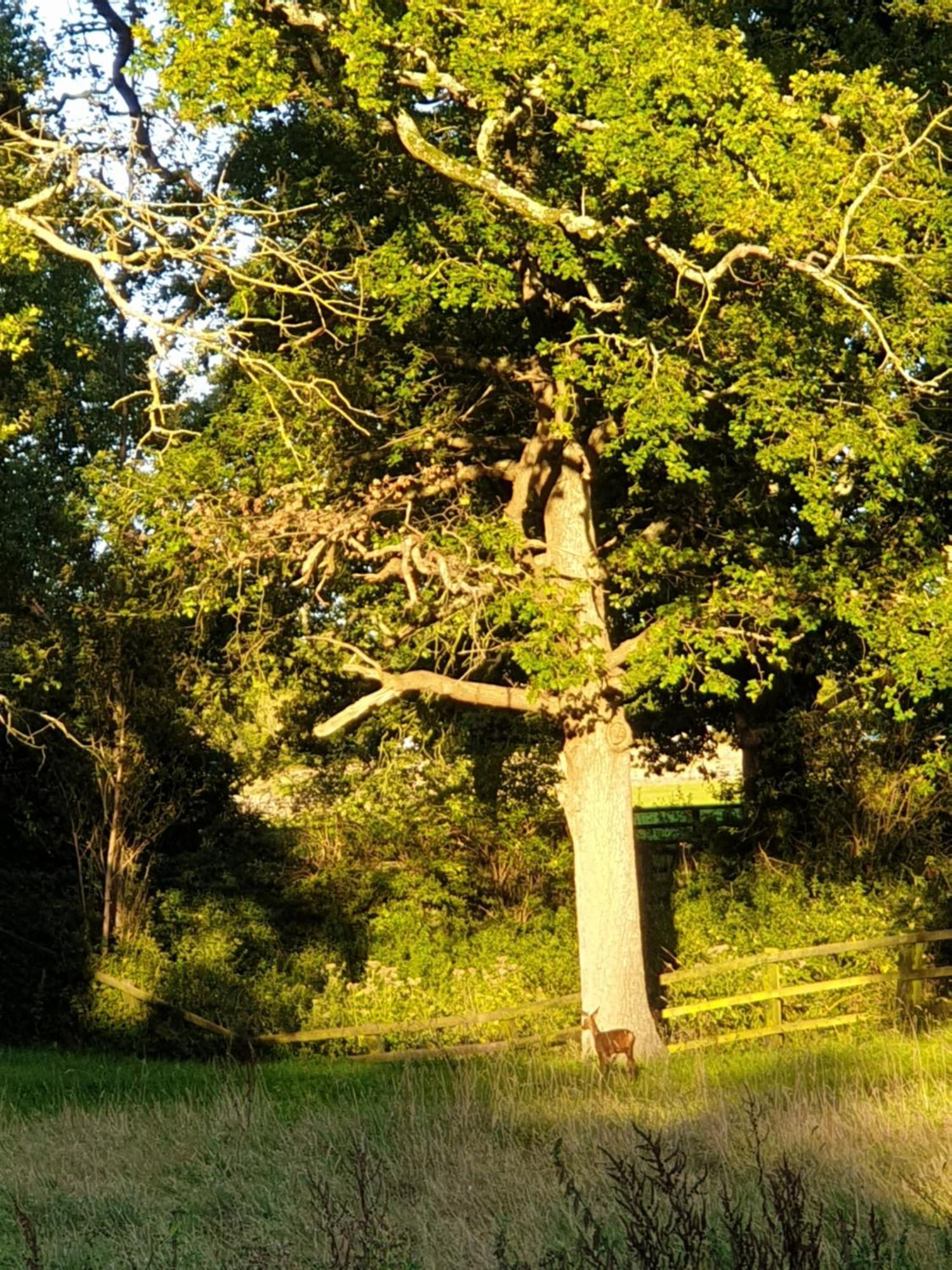 Westerlands Camping Selham